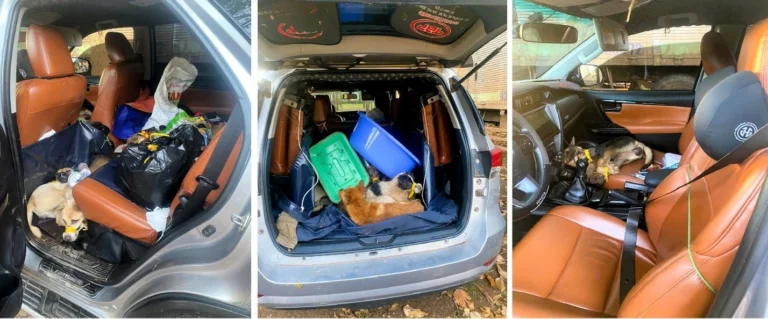 anh-trom-cho-1-1766573144889707169721